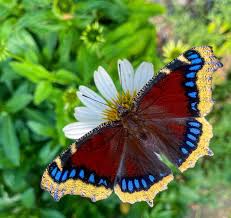 Attēlu rezultāti vaicājumam “Nymphalis antiopa”