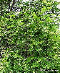 Attēlu rezultāti vaicājumam “Juglans x sinensis”