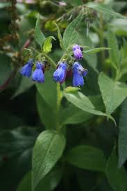 Attēlu rezultāti vaicājumam “Symphytum asperum leaf”