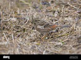 Image result for Emberiza leucocephalos