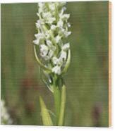 Attēlu rezultāti vaicājumam “Dactylorhiza ochroleuca leaf”