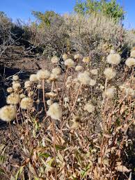 Attēlu rezultāti vaicājumam “Elymus caninus fruit”