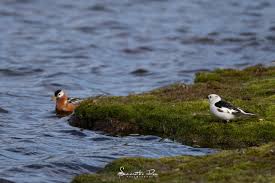 Attēlu rezultāti vaicājumam “Phalaropus fulicarius”