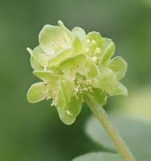 Attēlu rezultāti vaicājumam “Adoxa moschatellina”