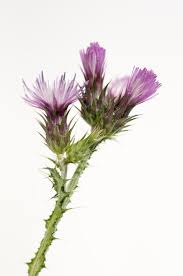 Attēlu rezultāti vaicājumam “Cirsium palustre flower”
