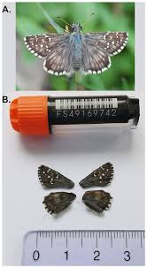 Attēlu rezultāti vaicājumam “Pyrgus alveus underside”