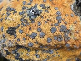 Attēlu rezultāti vaicājumam “Porpidia macrocarpa”