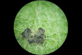 Attēlu rezultāti vaicājumam “Didymium tussilaginis”