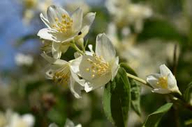 Attēlu rezultāti vaicājumam “Philadelphus coronarius leaf”