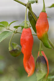 Afbeeldingsresultaat voor paper lantern hot pepper