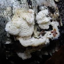 Attēlu rezultāti vaicājumam “Inonotus leporinus”