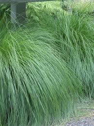 Attēlu rezultāti vaicājumam “Paraleucobryum longifolium sporophyte”