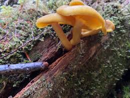 Attēlu rezultāti vaicājumam “Tricholomopsis decora”