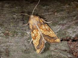 Attēlu rezultāti vaicājumam “Gortyna flavago”