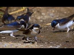 Attēlu rezultāti vaicājumam “Delichon urbicum juvenile”