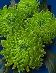 Image result for Chrysanthemum spectabile