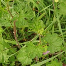 Attēlu rezultāti vaicājumam “Malva moschata bud”