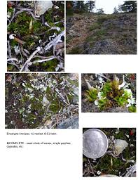 Attēlu rezultāti vaicājumam “Encalypta”