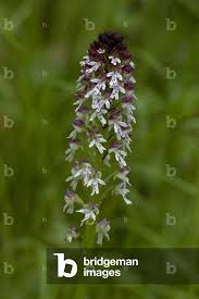 Attēlu rezultāti vaicājumam “Orchis ustulata”