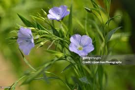 Image result for Linum usitatissimum