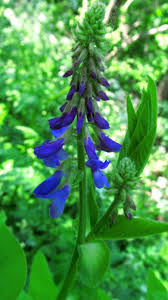 Attēlu rezultāti vaicājumam “Galega orientalis leaf”