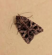 Attēlu rezultāti vaicājumam “Hadena rivularis”