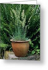 Attēlu rezultāti vaicājumam “Koeleria glauca leaf”