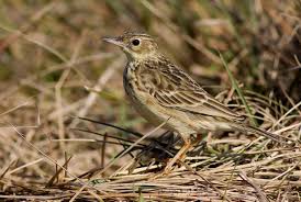 Image result for Anthus godlewskii