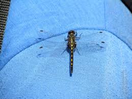 Attēlu rezultāti vaicājumam “Leucorrhinia dubia”