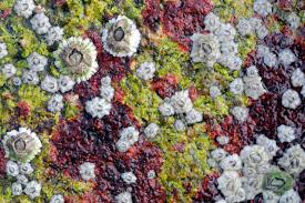 Attēlu rezultāti vaicājumam “Hildenbrandia rivularis”