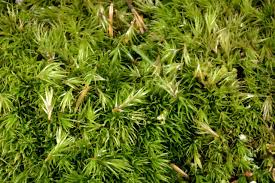 Attēlu rezultāti vaicājumam “Dicranum flagellare”