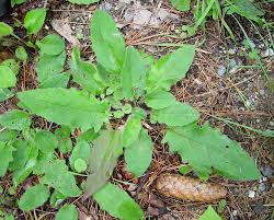 Attēlu rezultāti vaicājumam “Hieracium murorum bud”