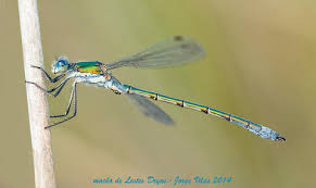 Attēlu rezultāti vaicājumam “Lestes dryas”
