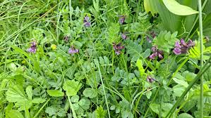 Attēlu rezultāti vaicājumam “Vicia sepium leaf”