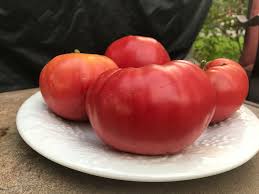 Afbeeldingsresultaat voor mortgage lifter bicolor strain tomato