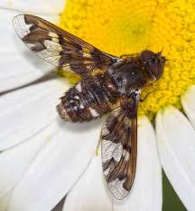 Attēlu rezultāti vaicājumam “Exoprosopa capucina”