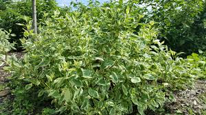 Attēlu rezultāti vaicājumam “Cornus alba”