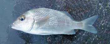 Image result for Haemulon album