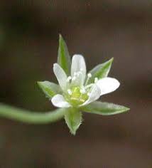 Attēlu rezultāti vaicājumam “Moehringia trinervia leaf”
