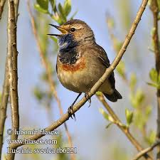 Attēlu rezultāti vaicājumam “Luscinia svecica adult”