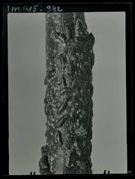 Attēlu rezultāti vaicājumam “Lepidosaphes ulmi”