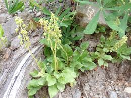 Attēlu rezultāti vaicājumam “Orthilia secunda”