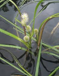 Attēlu rezultāti vaicājumam “Sparganium minimum leaf”
