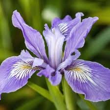 Image result for Iris