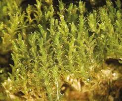 Attēlu rezultāti vaicājumam “Lophozia ascendens”