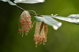 Attēlu rezultāti vaicājumam “Mercurialis perennis bud”