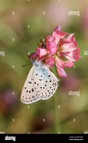 Attēlu rezultāti vaicājumam “Phengaris arion underside”