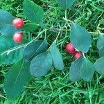 Attēlu rezultāti vaicājumam “Cotoneaster multiflorus fruit”