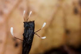 Attēlu rezultāti vaicājumam “Typhula erythropus”