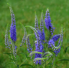 Attēlu rezultāti vaicājumam “Veronica longifolia”